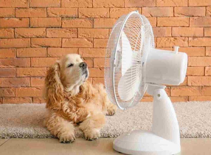 Non sprecare soldi con i climatizzatori: tutto sul metodo passivo , tutti i dettagli